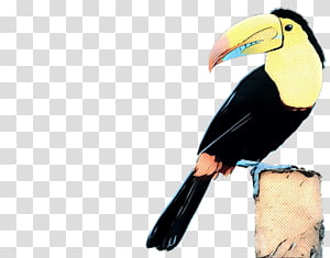 bird toucan beak hornbill piciformes, Pop Art, Retro, Vintage, Coraciiformes transparent background PNG clipart thumbnail