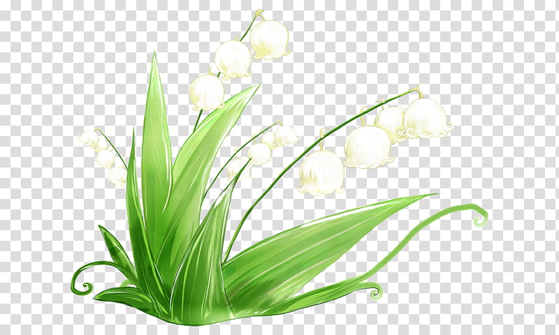 White Lily Flower, Lily Of The Valley, Orchids, Plants, Leaf, Suzu, Plant Stem, Cut Flowers transparent background PNG clipart