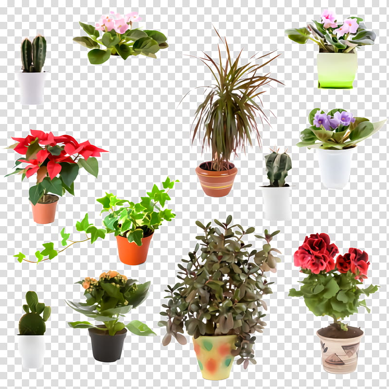 flower flowerpot plant houseplant flowering plant, Cut Flowers, Anthurium, Impatiens, Geranium transparent background PNG clipart