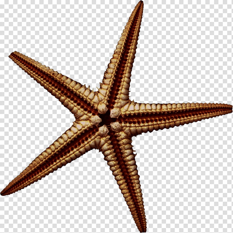 brown star fish decor transparent background PNG clipart