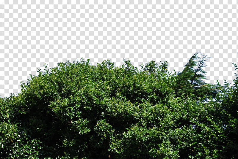 Hedge, green leafed tree under blue sky transparent background PNG clipart