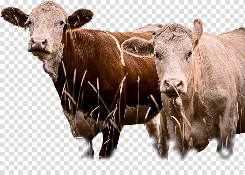 bovine live cow-goat family snout pasture, Live, Cowgoat Family, Dairy Cow, Horn, Bull, Herd transparent background PNG clipart