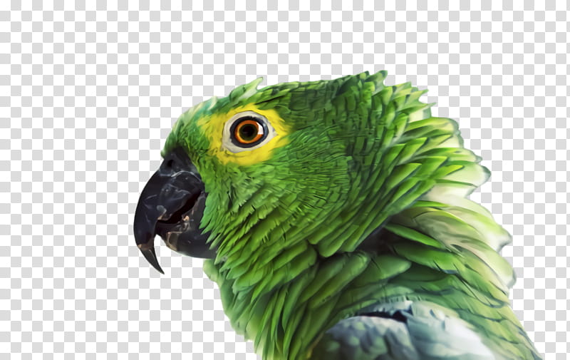 Colorful, Parrot, Bird, Exotic Bird, Tropical Bird, Amazon Parrot, Parakeet, Beak transparent background PNG clipart