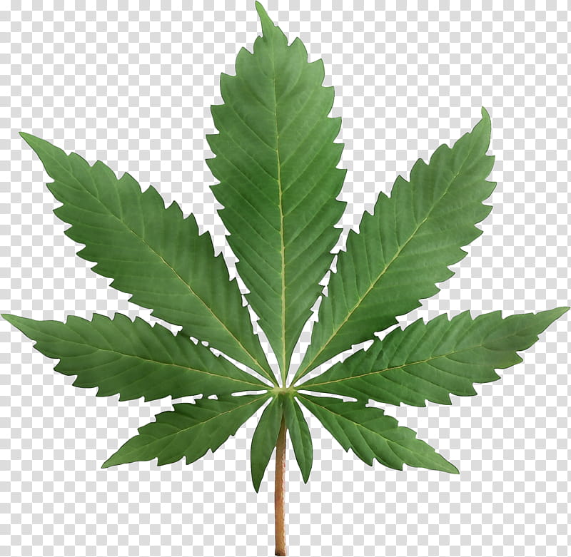 Cannabis Leaf, Watercolor, Paint, Wet Ink, Marijuana, Medical Cannabis, Cannabis Ruderalis, Cannabis In Papua New Guinea transparent background PNG clipart