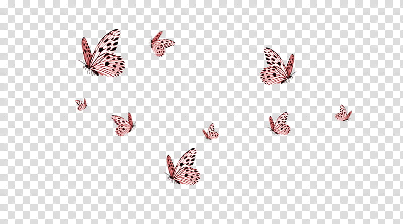 white and black butterflies flying transparent background PNG clipart
