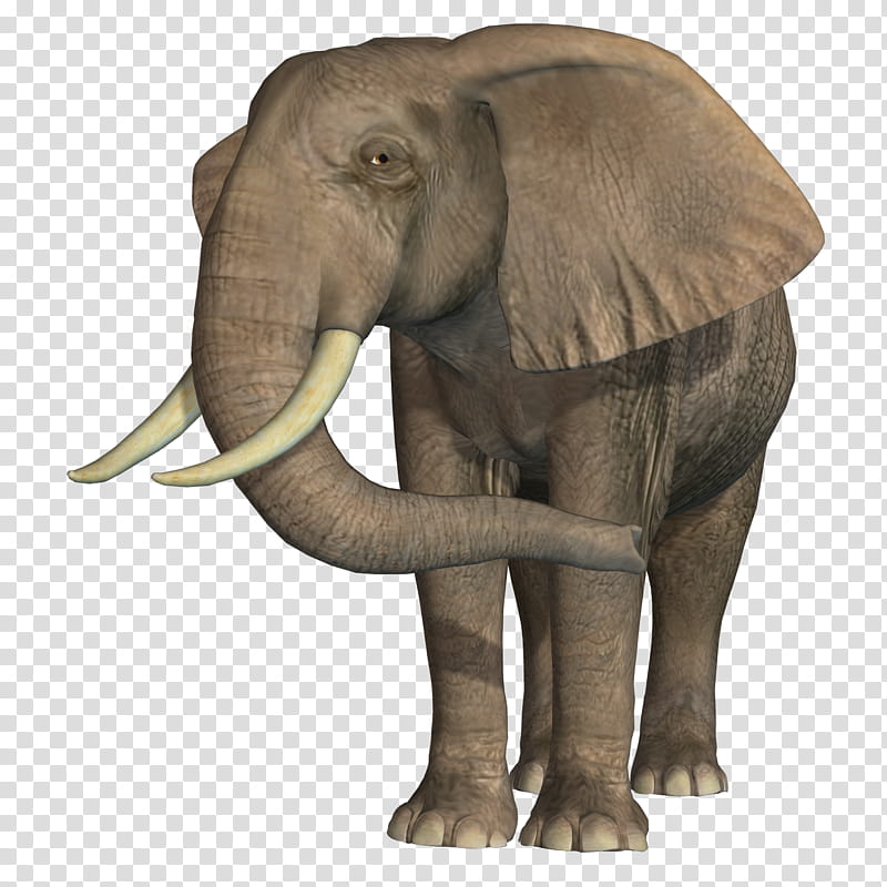 Elephant , gray elephant transparent background PNG clipart