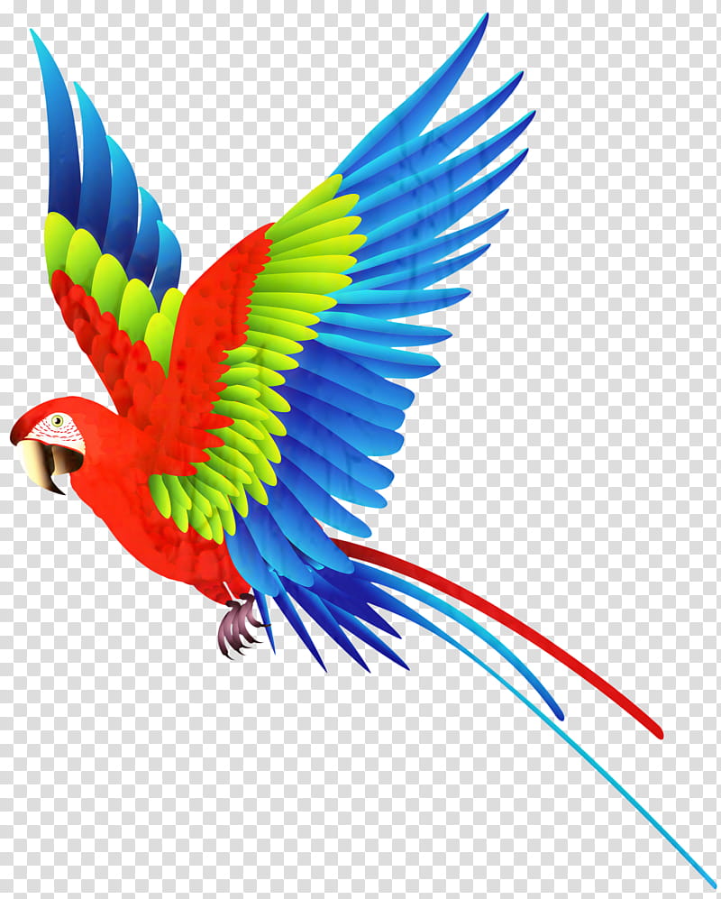 Flying Parrot - Vector Cartoon Illustration Stock Vector by ©baavli 29805809