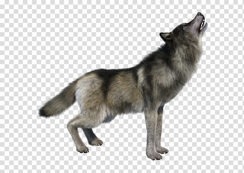 Wolf, black and gray wolf transparent background PNG clipart