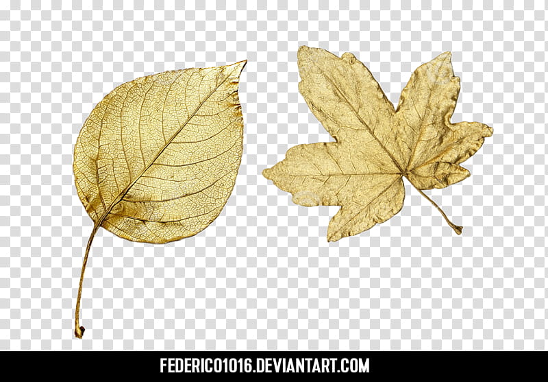 Hojas Doradas, two brown leaves transparent background PNG clipart