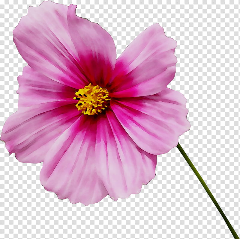Summer Flower, Magenta, Red, Purple, Garden Cosmos, Japanese Morning Glory, Shoplist, Pink transparent background PNG clipart
