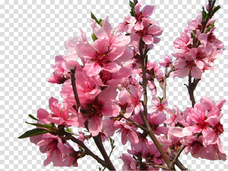 Cherry Blossom Tree, Prunus, Stau150 Minvuncnr Ad, Cherries, Pink M, Twig, Spring Framework, Branch transparent background PNG clipart