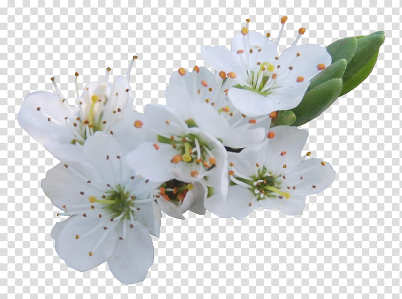 Blossom, white bog labrador tea flowers transparent background PNG clipart