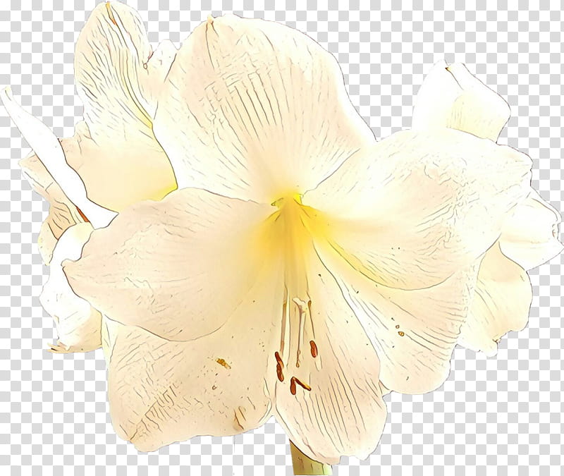 White Lily Flower, Cut Flowers, Moth Orchids, Jersey Lily, Petal, Belladonna, Amaryllis, Plant transparent background PNG clipart