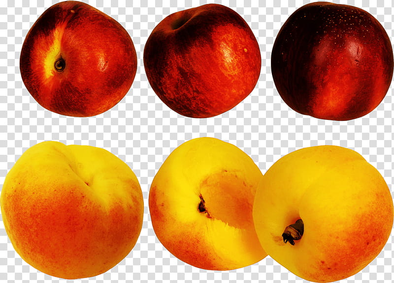 european plum fruit nectarine plant tree, Peach, Food, Nectarines, Pluot, Drupe transparent background PNG clipart