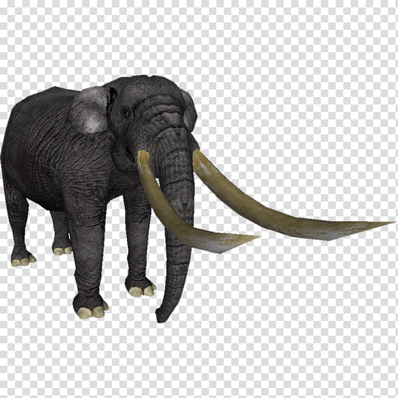 Indian Elephant, Asian Elephant, African Bush Elephant, Stegodon, Tusk, Proboscideans, Megafauna, Animal transparent background PNG clipart