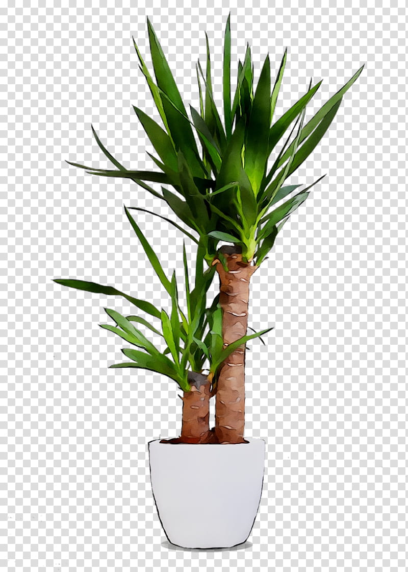 Palm Tree, Dracaena Fragrans, Nearly Natural, Houseplant, Plant Stem, Plants, Dragon Tree, Flowerpot transparent background PNG clipart