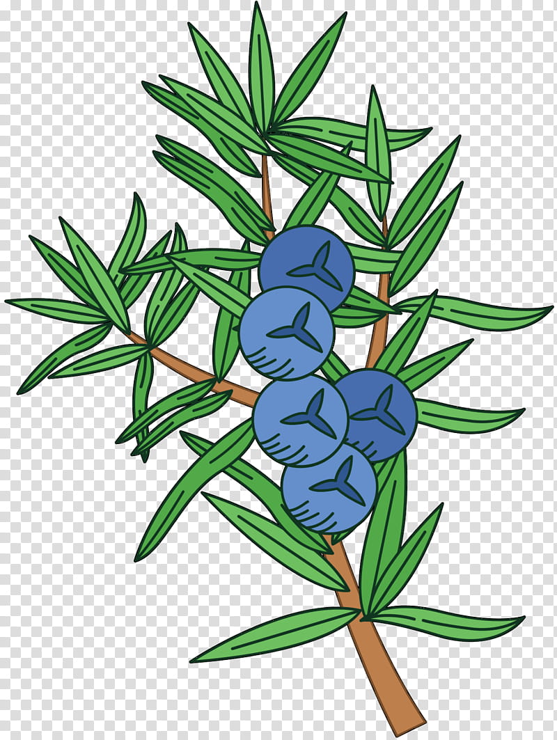 Family Tree, Leaf, Branch, Juniper, Juniper Berry, Berries, Plants, Flower transparent background PNG clipart