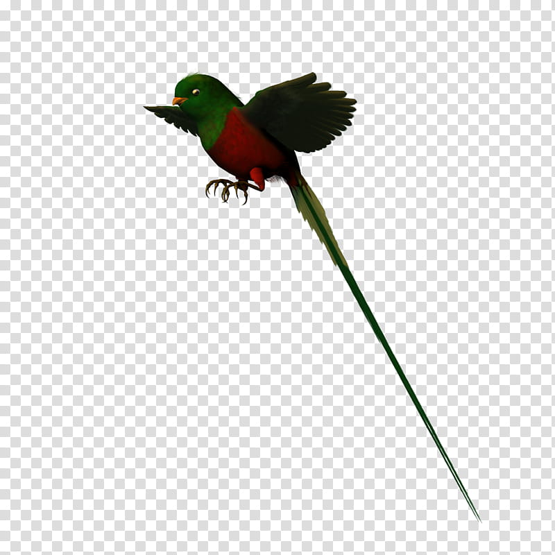 Christmas Gift , green and red bird transparent background PNG clipart