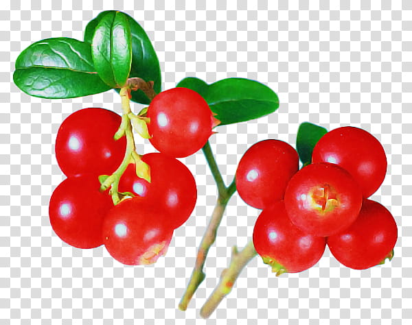 plant fruit natural foods lingonberry berry, Flower, Currant, Arctostaphylos Uvaursi, Cranberry, Superfruit, Woody Plant, Cherry transparent background PNG clipart