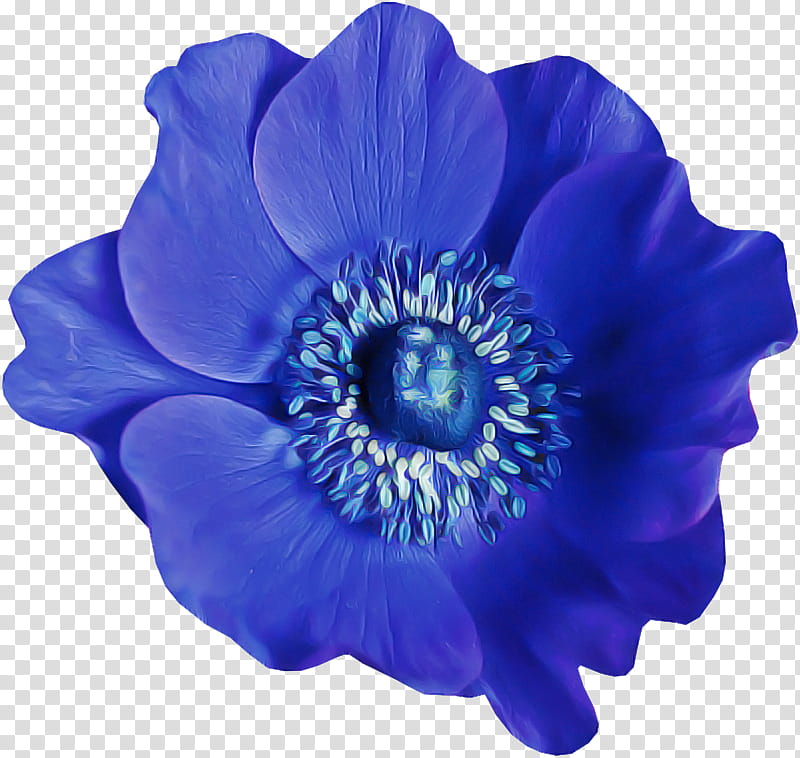 blue flower petal cobalt blue violet, Purple, Flowering Plant, Anemone, Poppy Family transparent background PNG clipart