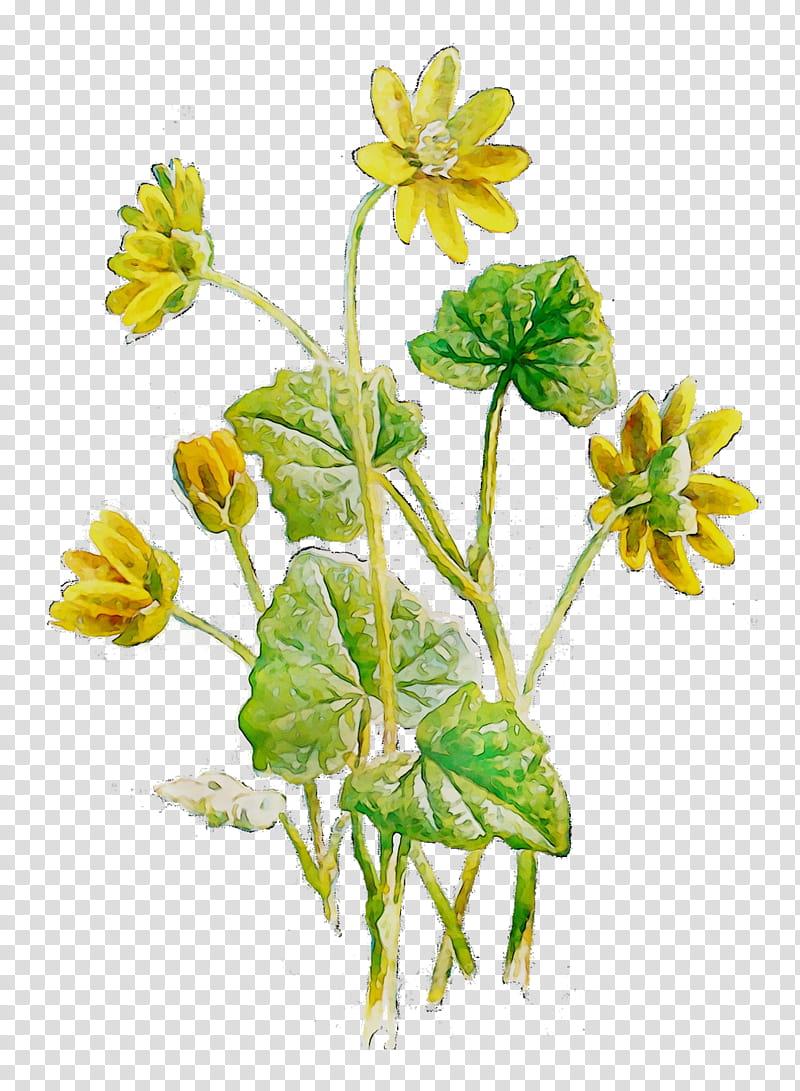 Flower Field, Herbaceous Plant, Plant Stem, Herbalism, Mustard, Subshrub, Plants, Cowslip transparent background PNG clipart