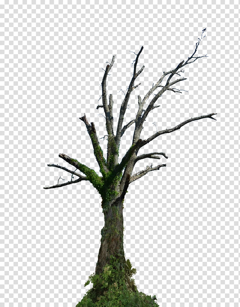 Dead Tree  Orig Green transparent background PNG clipart