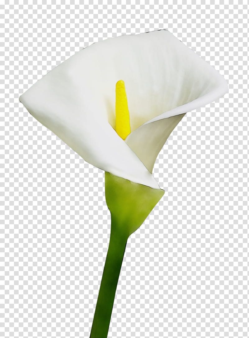 arum white giant white arum lily flower yellow, Watercolor, Paint, Wet Ink, Plant, Petal, Alismatales, Arum Family transparent background PNG clipart
