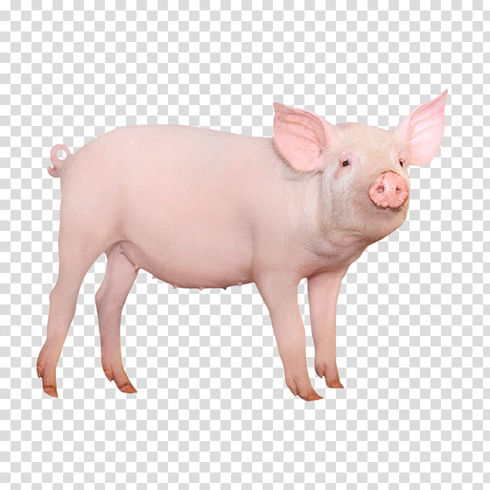 Pig, Large White Pig, Miniature Pig, Pig Farming, Wild Boar, Snout, Live, Neck transparent background PNG clipart