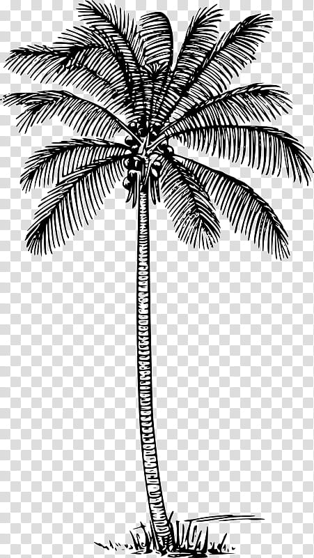 Coconut Tree Drawing, Palm Trees, Silhouette, Line Art, Arecales, White, Plant, Woody Plant transparent background PNG clipart
