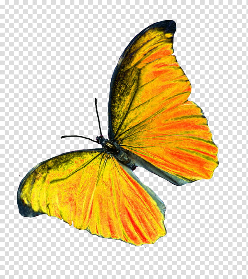 Tiger, Monarch Butterfly, Pieridae, Insect, Gossamerwinged Butterflies, Glasswing Butterfly, Milkweed, Brushfooted Butterflies transparent background PNG clipart