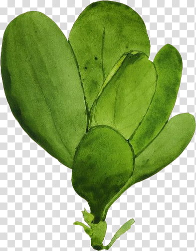Plants X, green leaf plant transparent background PNG clipart