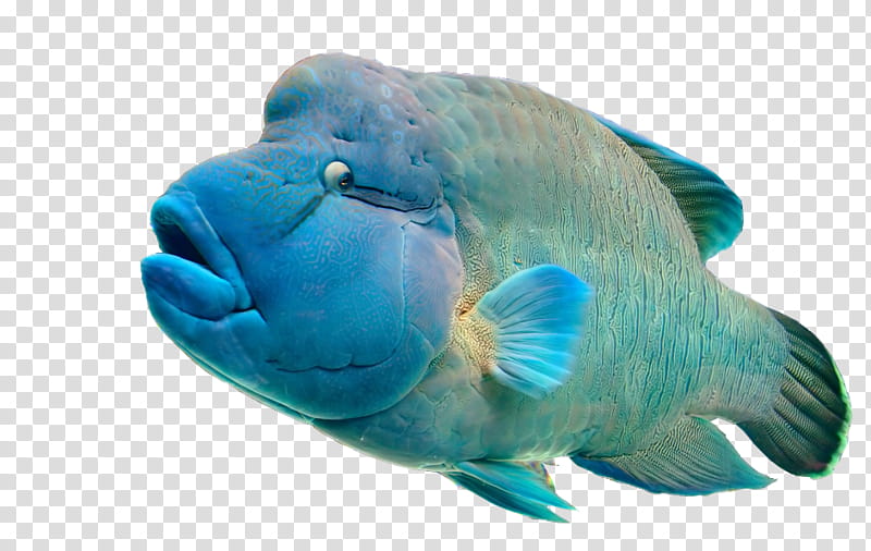 Free Png Parrot Fish Line Art Png Image With Transparent - Coral