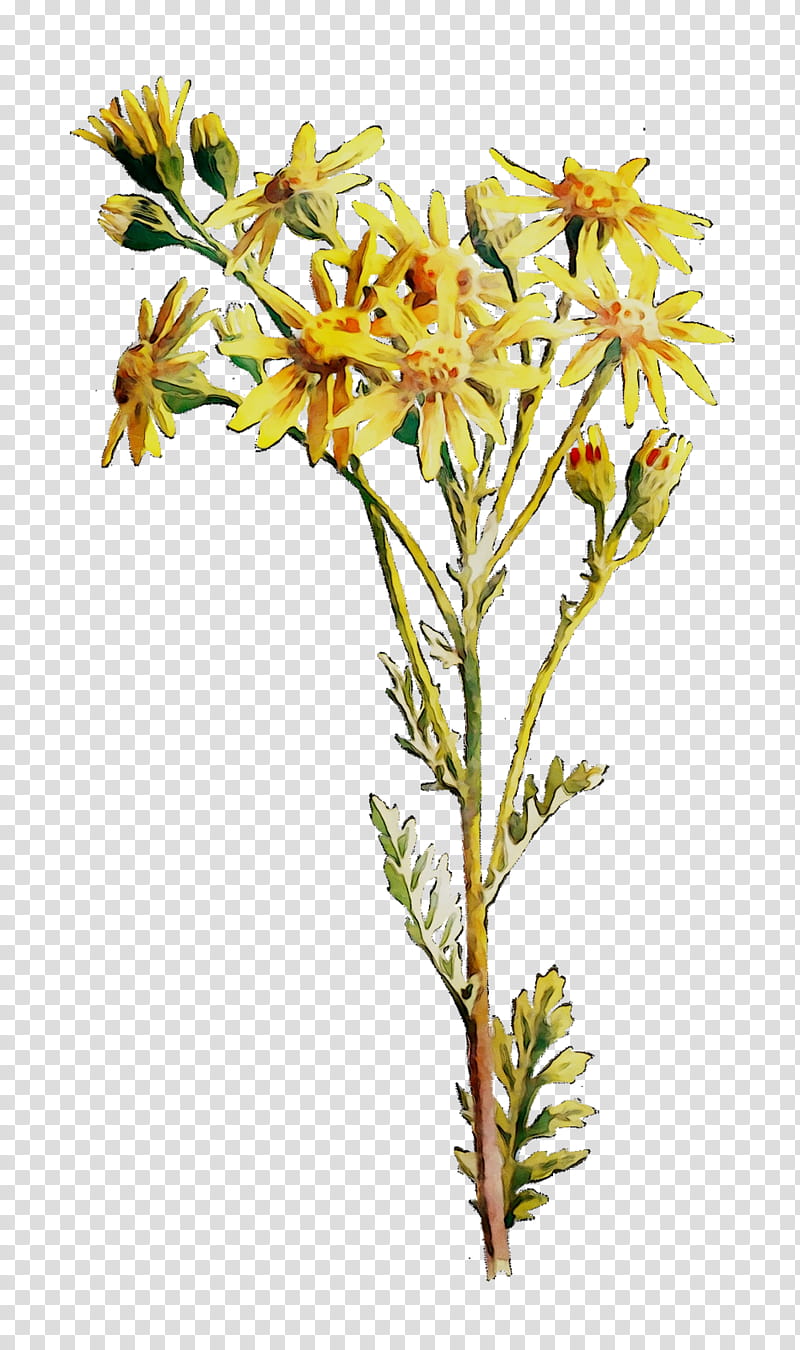 Flowers, Cut Flowers, Plant Stem, Twig, Plants, Pedicel, Goldenrod transparent background PNG clipart