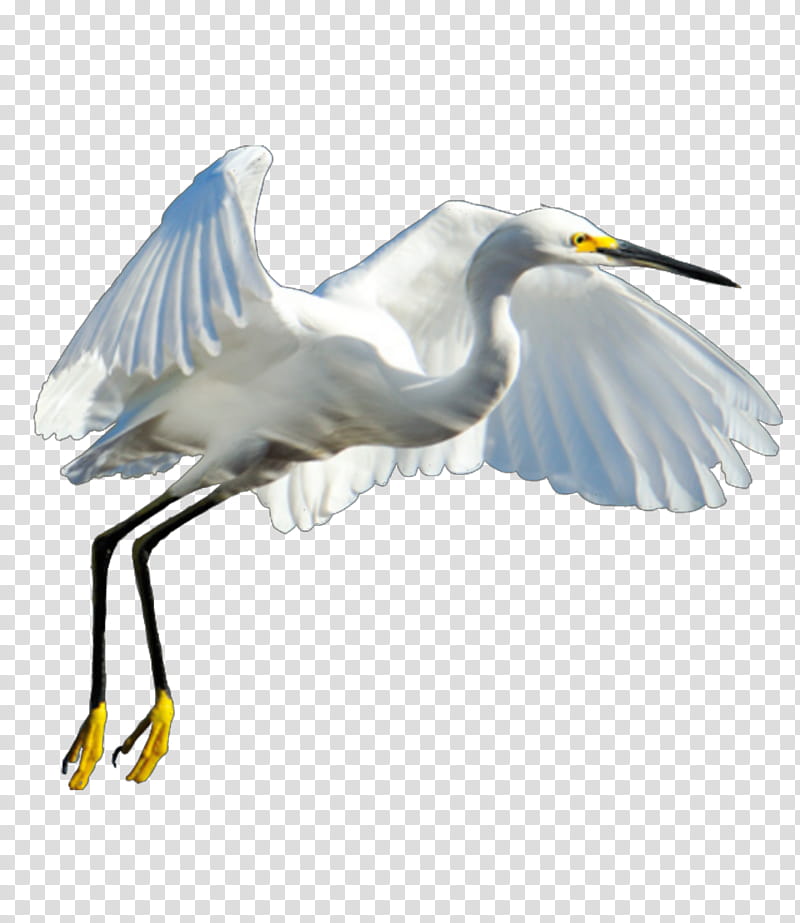 Crane Bird, Great Egret, Heron, Ardeoj, Wader, Beak, Water Bird, European Herring Gull transparent background PNG clipart