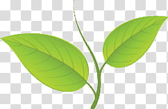 green leaves, ovate green leaf transparent background PNG clipart