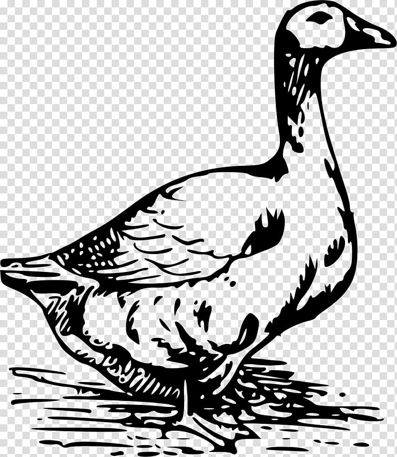 Bird Line Art, Duck, Chicken, Goose, Egg, Poster, Feather, Beak transparent background PNG clipart