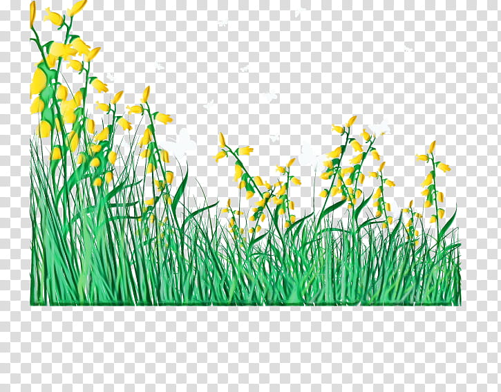 grass green plant grass family elymus repens, Watercolor, Paint, Wet Ink, Meadow, Plant Stem, Flower, Lawn transparent background PNG clipart