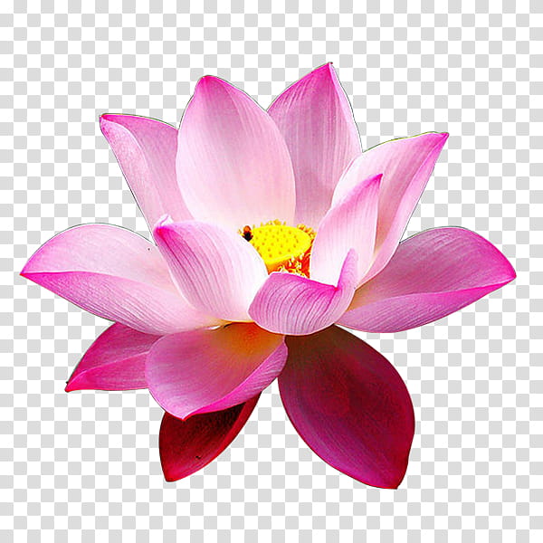 Pink Flower, Nymphaea Nelumbo, Padma, , Painting, Aquatic Plants, Flowering Plant, Data transparent background PNG clipart