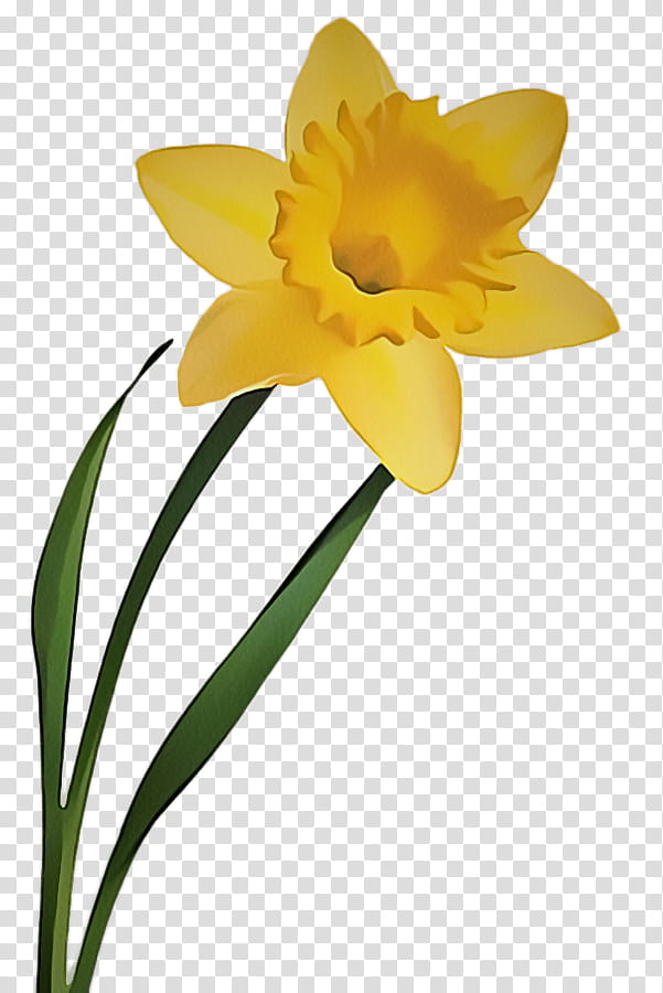 flower flowering plant yellow petal narcissus, Pedicel, Cut Flowers transparent background PNG clipart