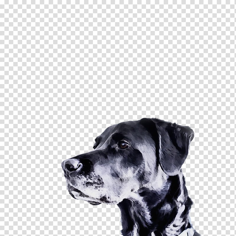 dog white great dane guard dog snout, Watercolor, Paint, Wet Ink, Sporting Group transparent background PNG clipart