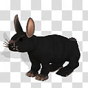 Spore creature Domestic Rabbit , black rabbit illustration transparent background PNG clipart