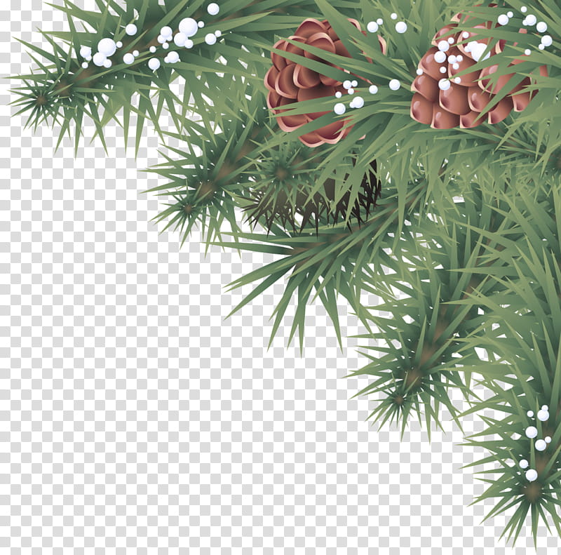 columbian spruce yellow fir white pine balsam fir shortleaf black spruce, Oregon Pine, Canadian Fir, Red Pine, Singleleaf Pine, Lodgepole Pine transparent background PNG clipart