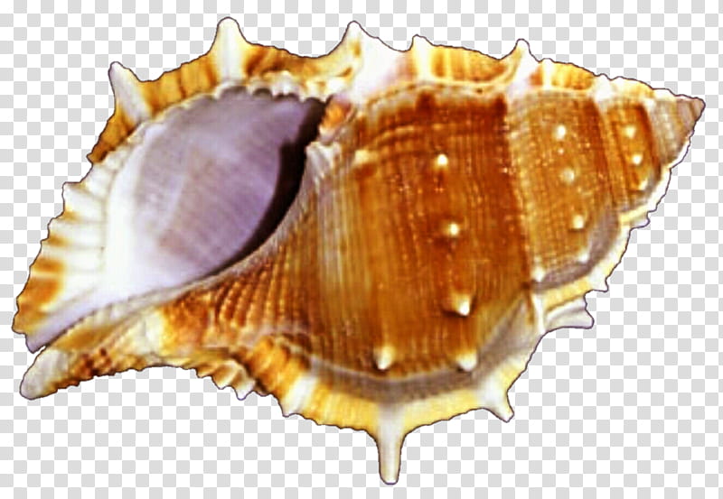Flan Sea Shell transparent background PNG clipart