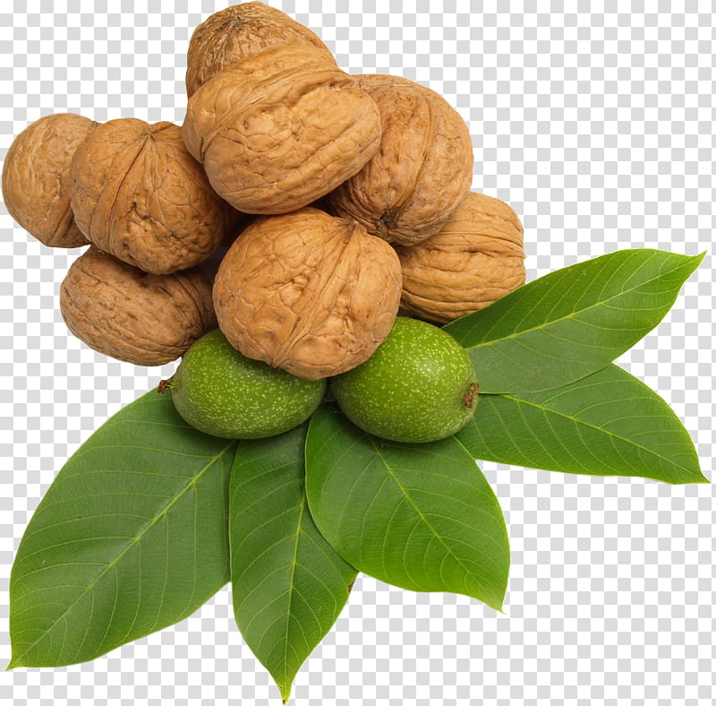 Tea Tree, Nut, Walnut, Nuts, Hazelnut, Fruit, Almond, Ingredient transparent background PNG clipart