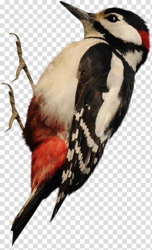 Woody Woodpecker, Bird, Drawing, Painting, Blog, Animal, Beak, Piciformes transparent background PNG clipart