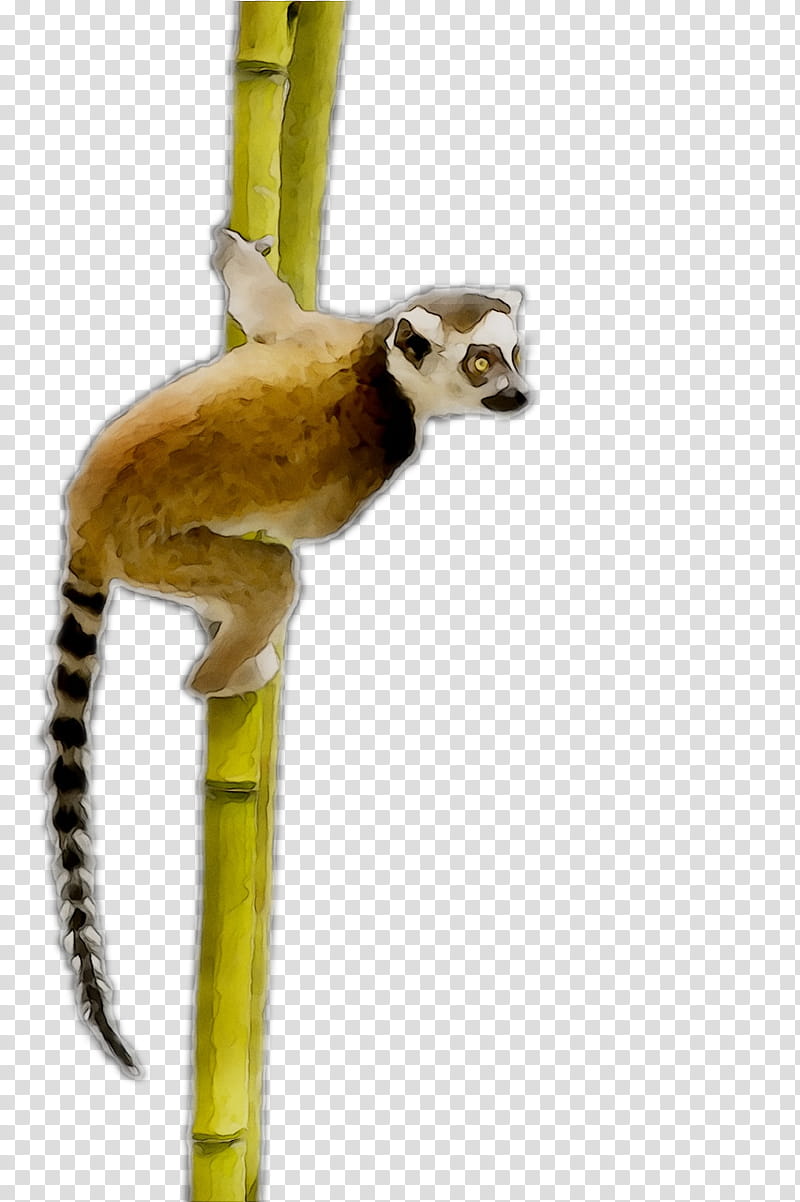 Monkey, Tail, Plant Stem, Wildlife, Sifaka transparent background PNG clipart