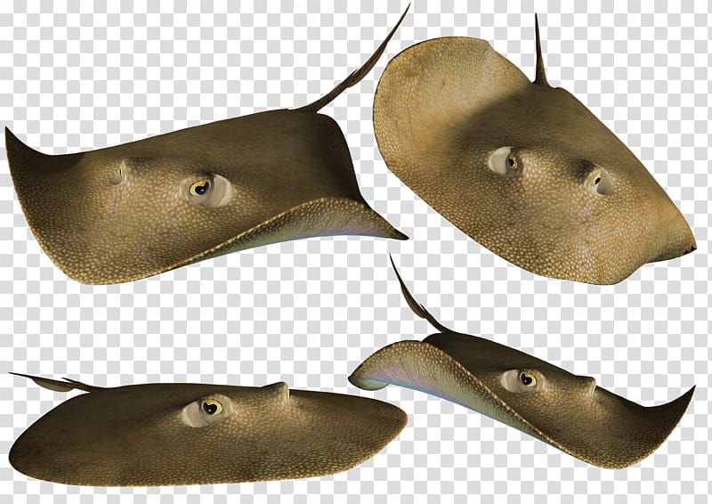 Stingray, four brown stingray transparent background PNG clipart