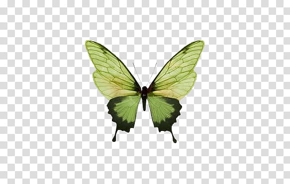 mariposas, green butterfly transparent background PNG clipart