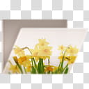 Glossy Garden Folders, yellow daffodil flowers print folder icon transparent background PNG clipart