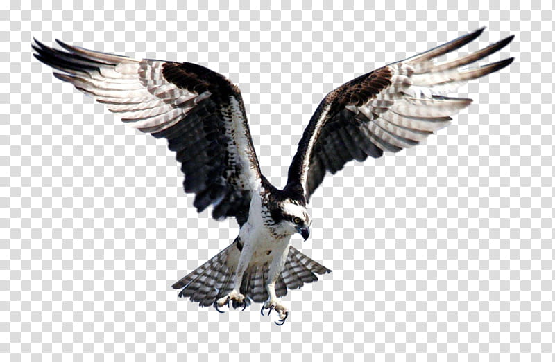 Hawk Fisher, white and black hawk transparent background PNG clipart